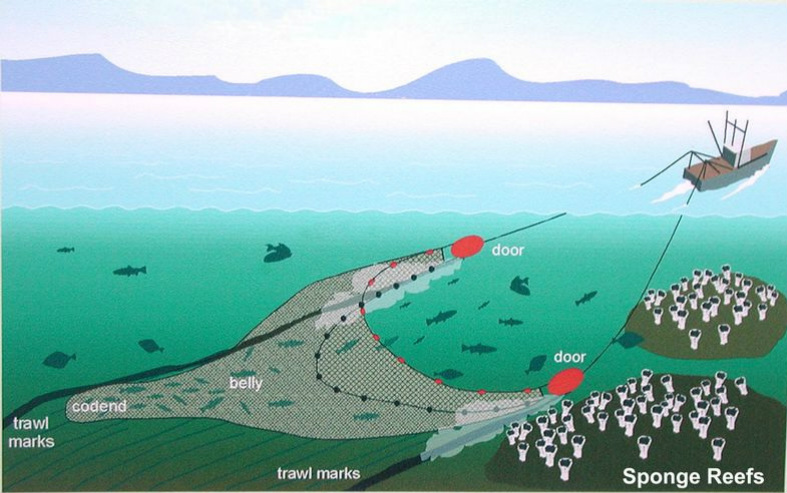 What is overfishing? - Overfishing