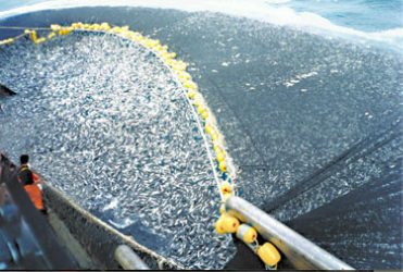 400 tons of jack mackerel caught by Chilean purse seiner